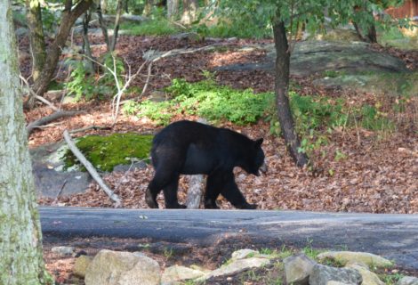 Bear
