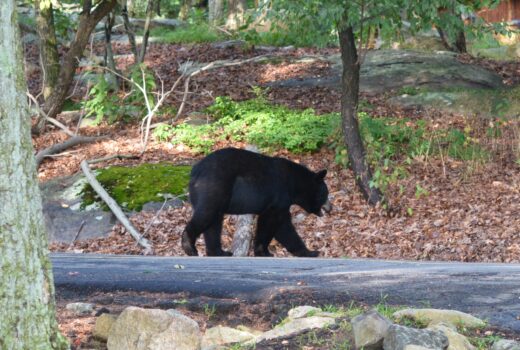 Bear