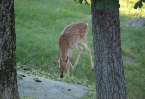 Deer