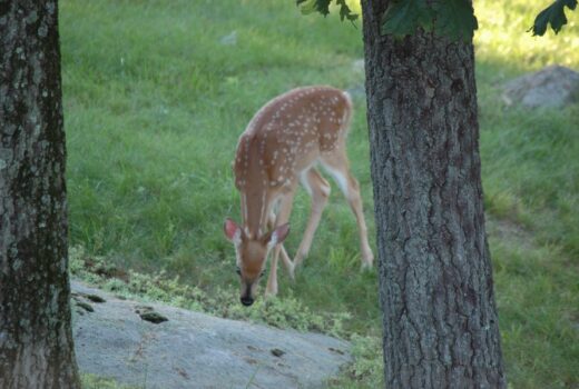 Deer